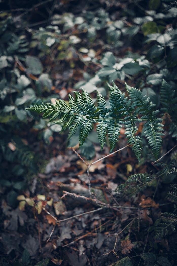 Close-up of green fern surrounded by foliage in a serene Dutch forest.