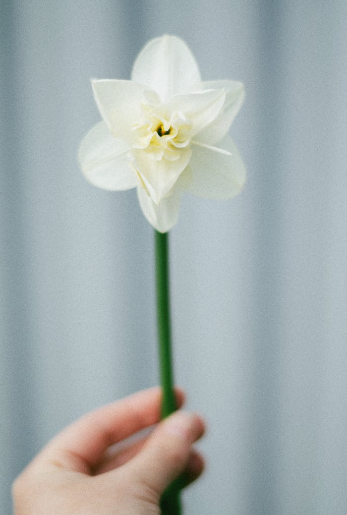 A person holds a delicate white daffodil flower against a soft background, highlighting nature's elegance.