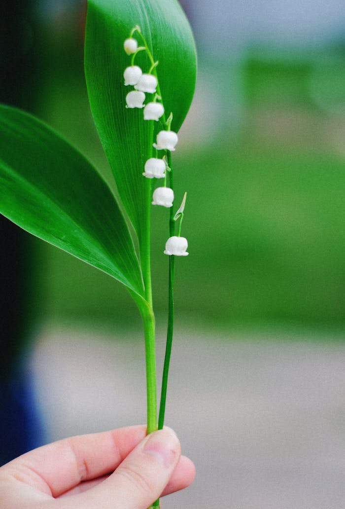Delicate lily of the valley flowers and leaves held in hand with a soft green background.