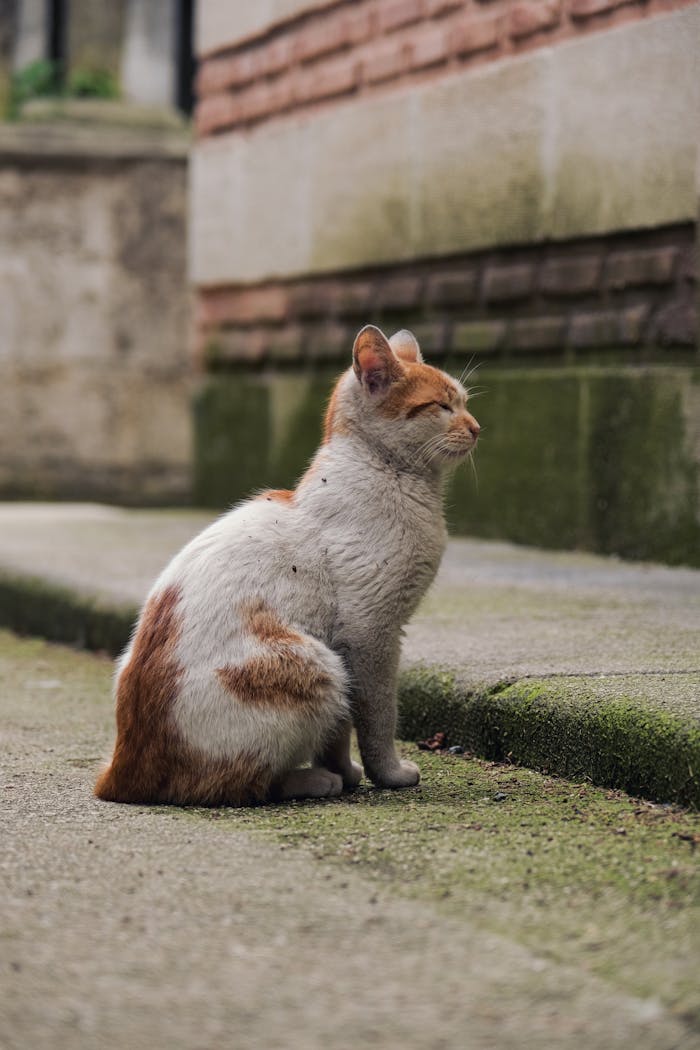 A stray cat calmly sitting on a city sidewalk. Capture the essence of urban wildlife.