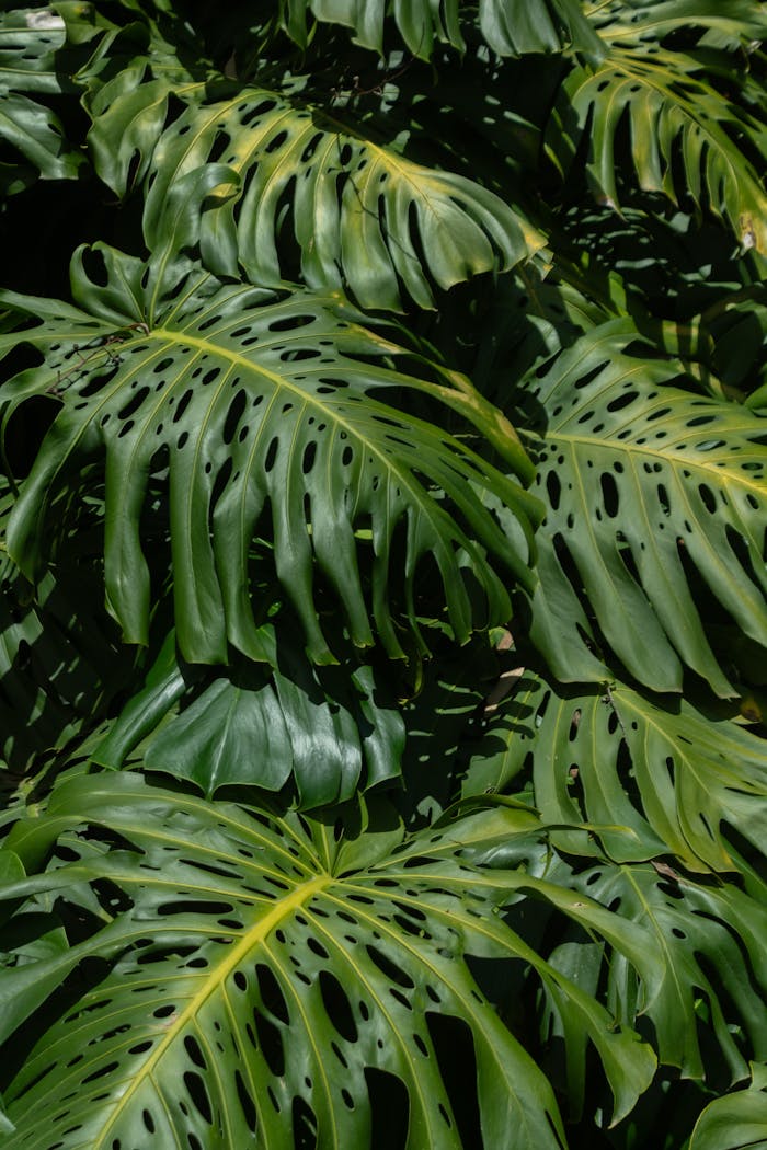 Vibrant green monstera deliciosa leaves in Colombia's lush outdoors, showcasing nature's beauty.