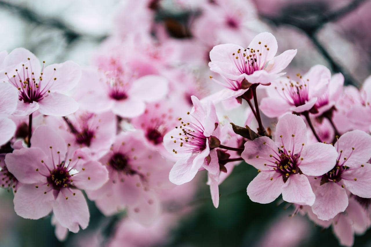Vibrant close-up of pink cherry blossoms capturing spring's essence.